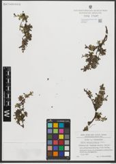 Foto von Salix serpyllifolia Scop.